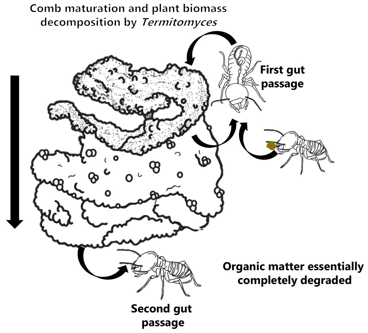 termite