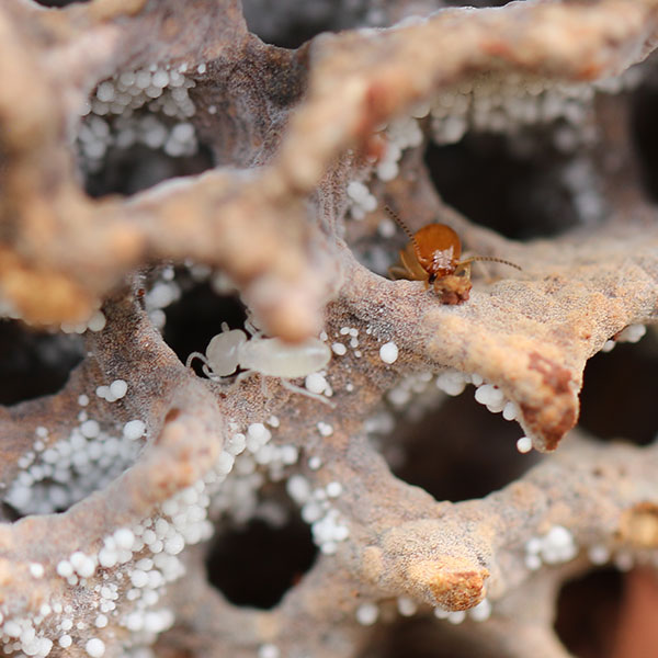 Termite Farmers